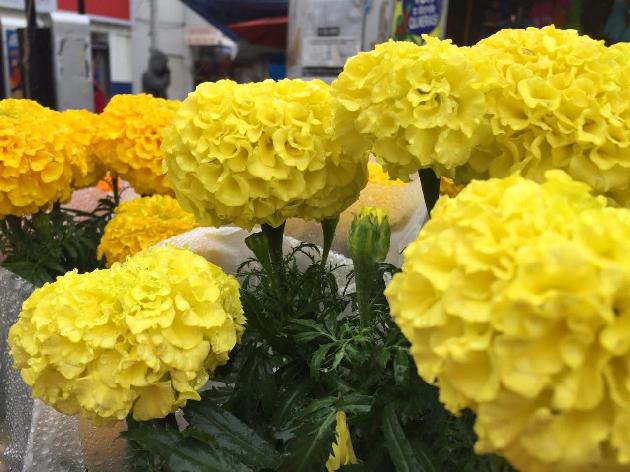Previo al Dia de Muertos, el Cempasúchil llena de color a Ciudad Victoria.
